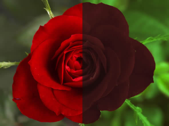 Chromagen Rose